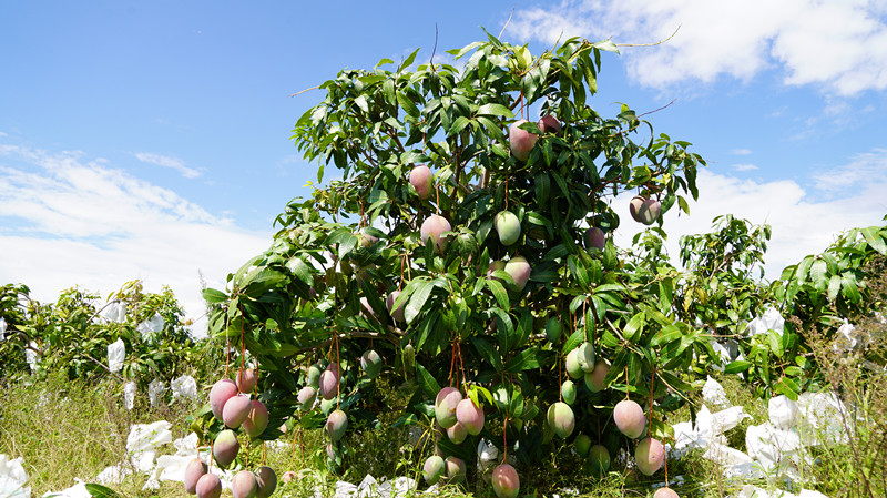 2025.9.22成熟的凯特芒果挂满枝头.JPG