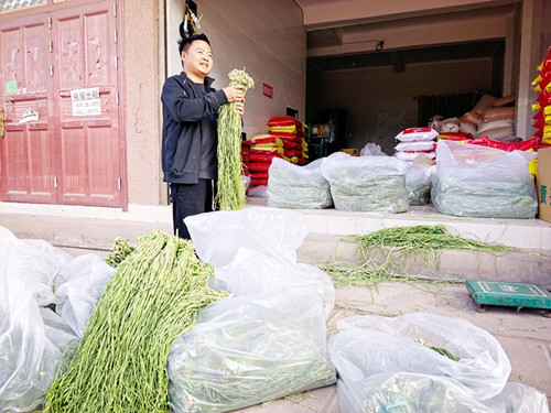 五街处处是收购贡菜的企业.jpg