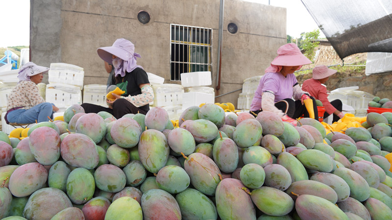 2025.9.22 群众正在分拣装箱凯特芒果.JPG