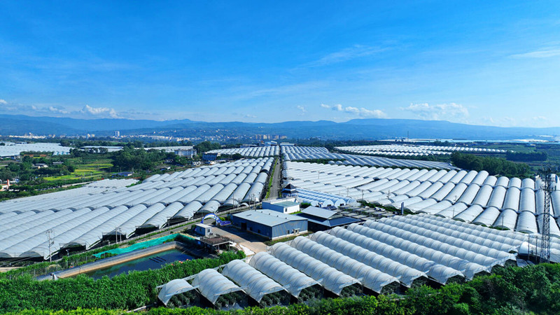 永仁县莲池乡数字蓝莓产业园.jpg