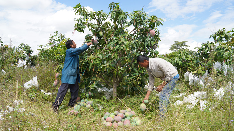 2025.9.22工人们正在采收成熟的凯特芒果.JPG